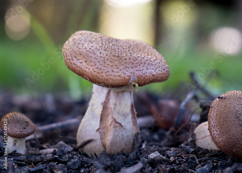 Svampe mushrooms green grøn background baggrund photo