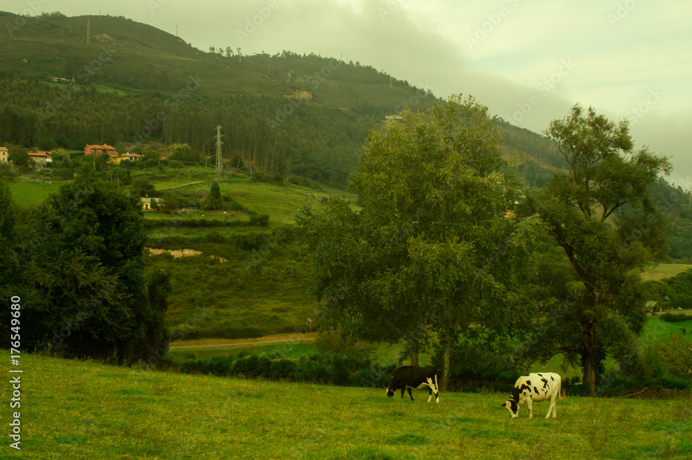 Fototapeta premium Landscape, field with cows in Asturias, Spain.