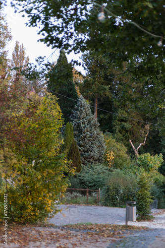 city park in october month with fall impressions leaves and trees photo