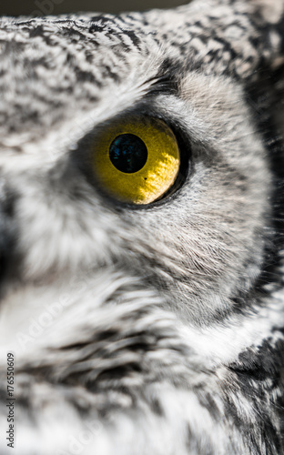 Horned Owls Eye