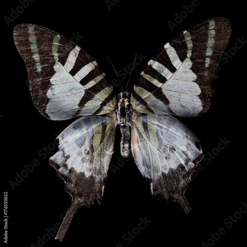 green butterfly (Pathysa agetes) photo