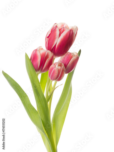beautiful flowers of a bouquet tulip
