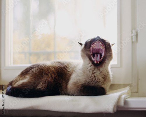 Cat yawns while laying on blanket on windowsill photo