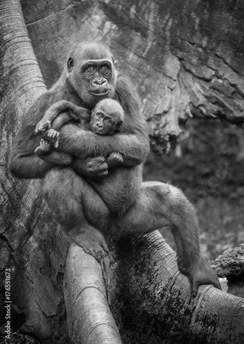Western lowland gorilla mother and baby photo