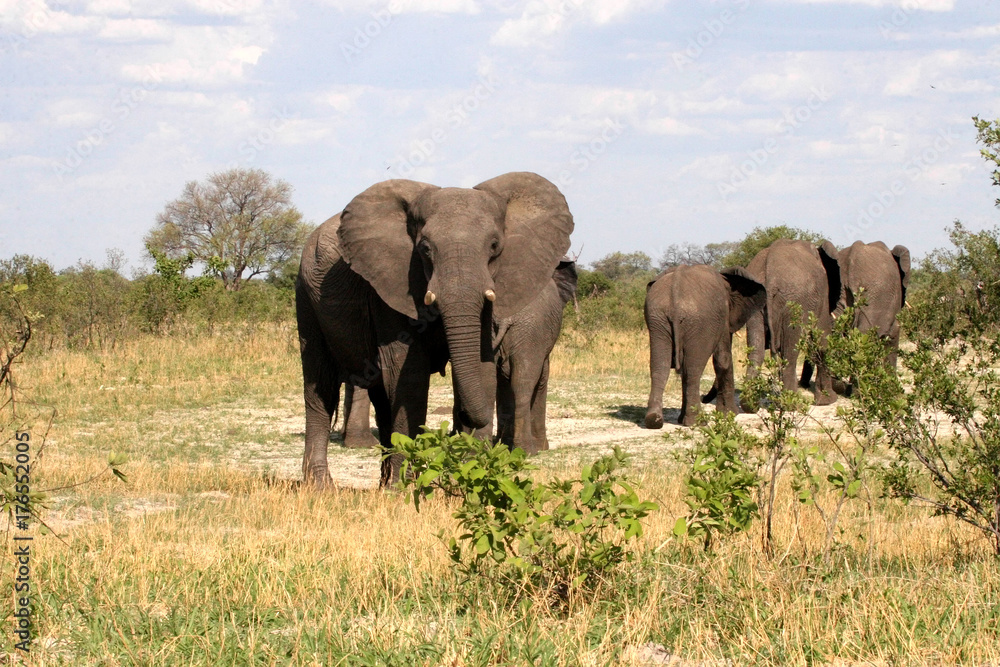 African elephant, Loxodonta africana, in bush, Zimbabwe
