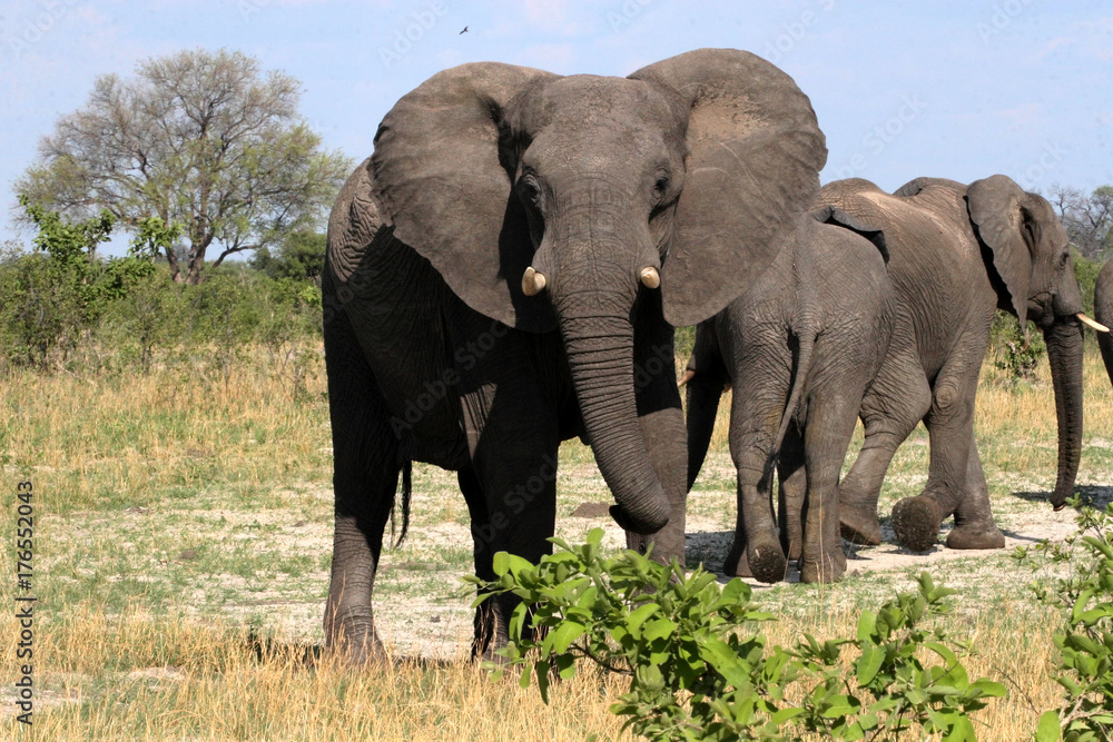 Obraz premium African elephant, Loxodonta africana, in bush, Zimbabwe