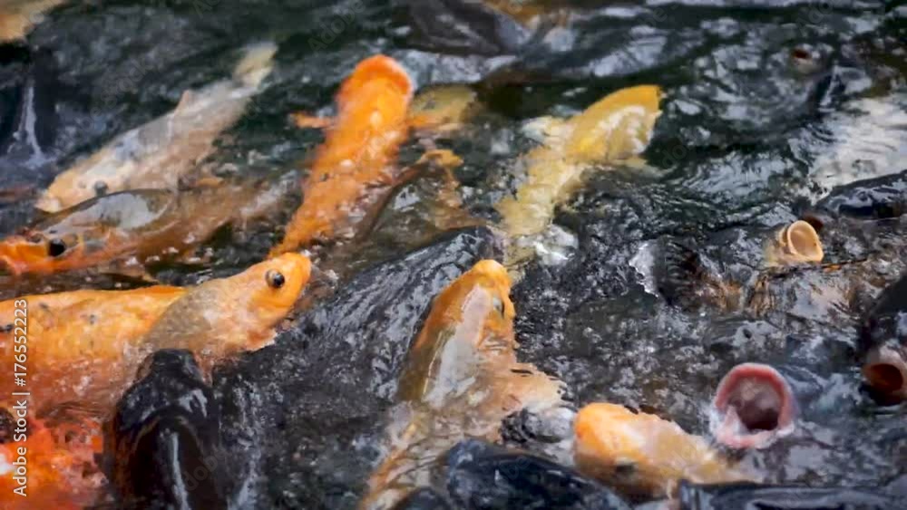 Decorative tropical fishes are swiming in the pond and eating the feed, Bali, Indonesia Decorative tropical fishes are swiming in the pond and eating the feed, Bali, Indonesia