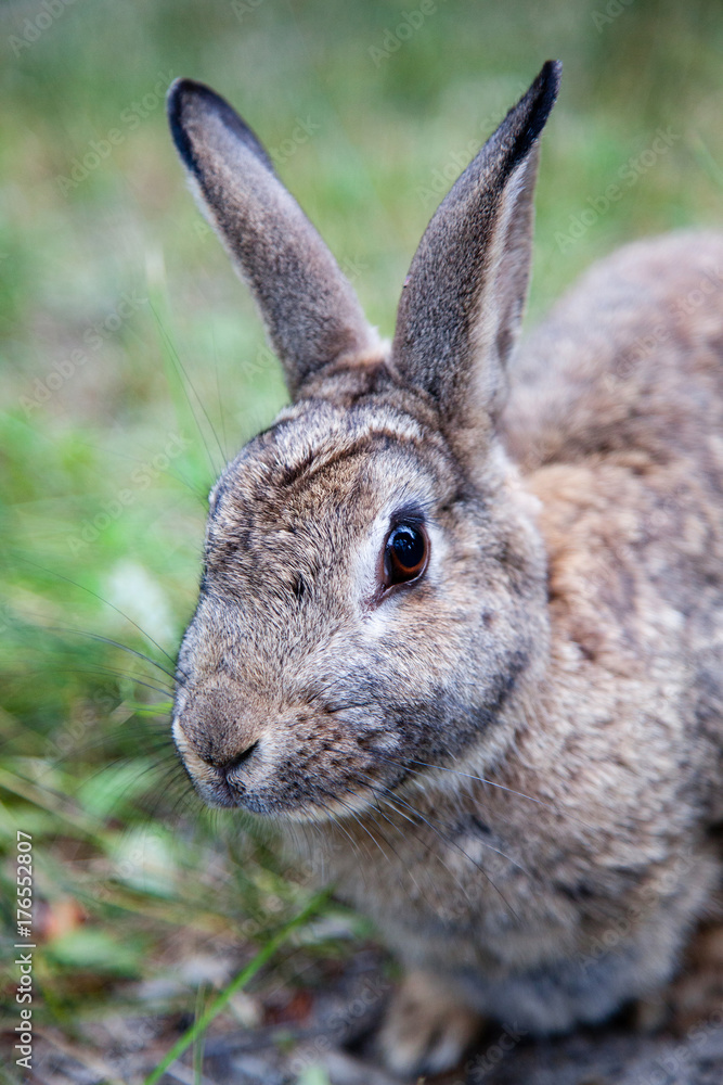Fototapeta premium Mountain Cottontail Rabbit in Alberta, Canada