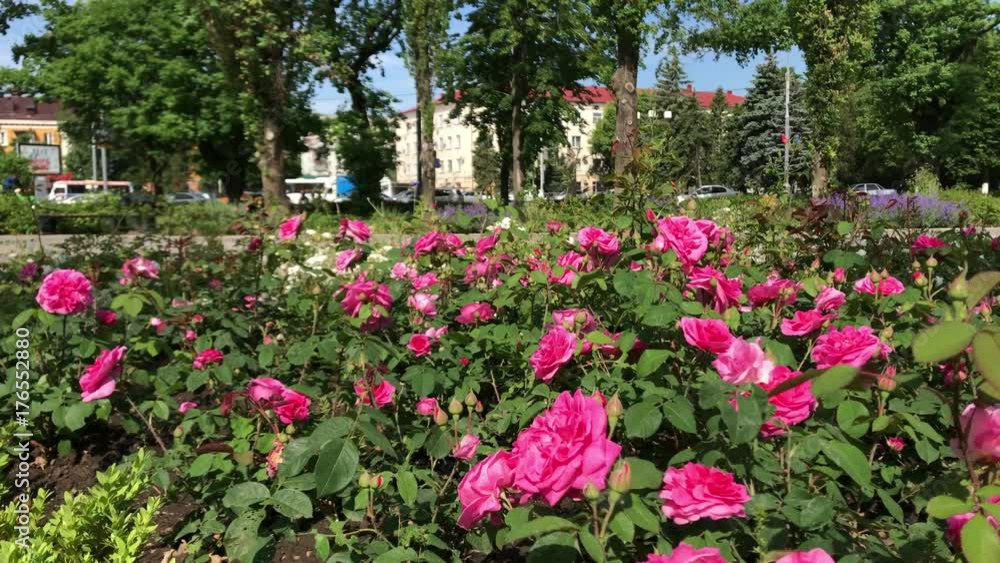 Close up many growing beautiful red roses Bush flowerbed nature background real time Beautiful blooming roses city park autentic movies roses city park shooting Close up many growing beautiful red roses Bush flowerbed nature background real time Beautiful blooming roses city park autentic movies roses city park shooting