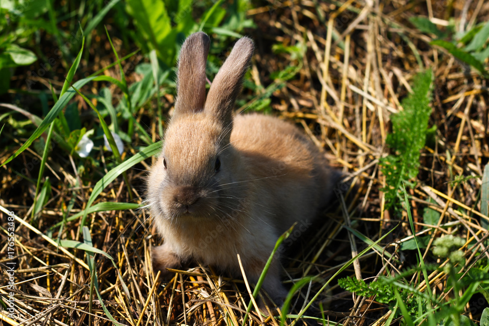 Fototapeta premium Red-haired rabbit on the farm. Red-haired hare on the grass in nature