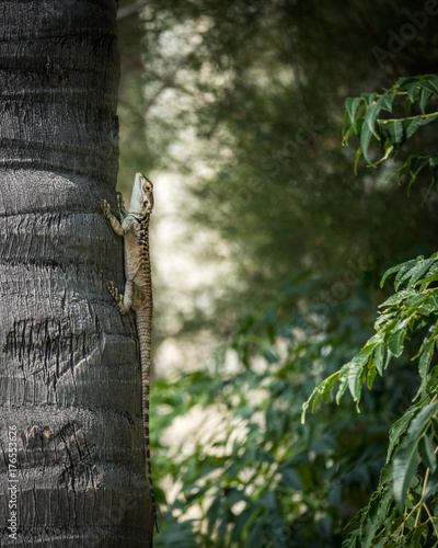 Lizard sitting on a tree upside down and looking in a camera
