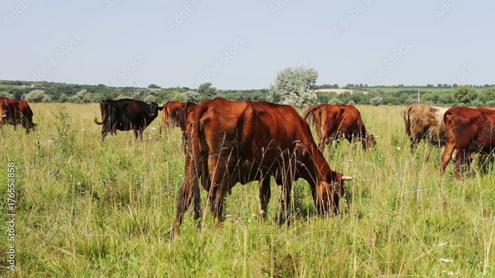 Many cows eat grass in meadow under the sun and look around Many cows eat grass in meadow under the sun and look around