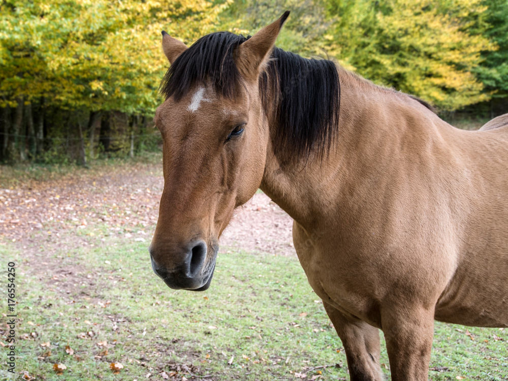 portrait de cheval couleur roux dans son enclos portrait de cheval couleur roux dans son enclos