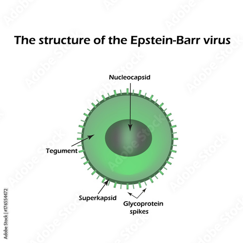 The structure of the Epstein-Barr virus. Infographics. Vector illustration photo