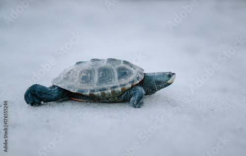 Fotografie Aquatic turtle crawling across beach sand