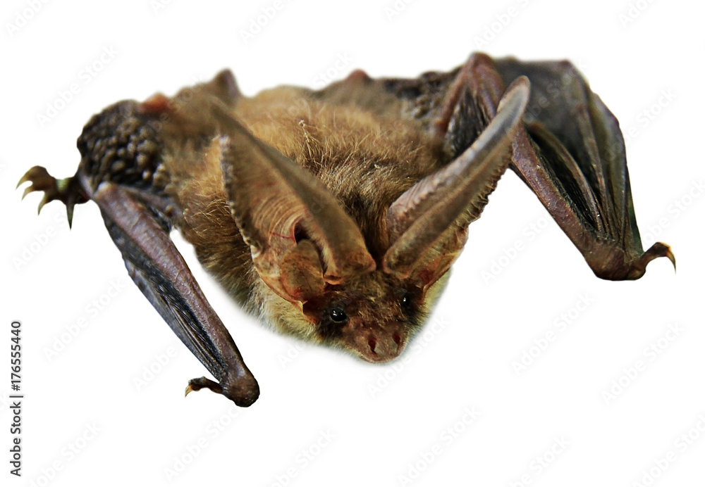 Obraz premium Flying Vampire bat isolated on white background