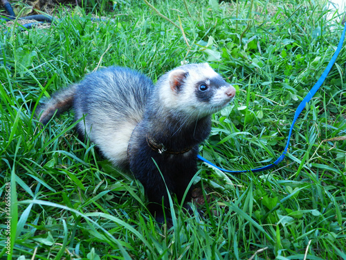 ferret