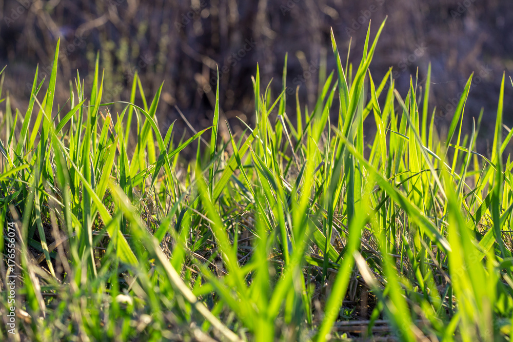 Obraz premium Shot of beautiful green grass as a volume texture