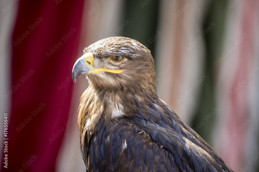 Fototapeta premium looking, beautiful eagle in a display of birds of prey