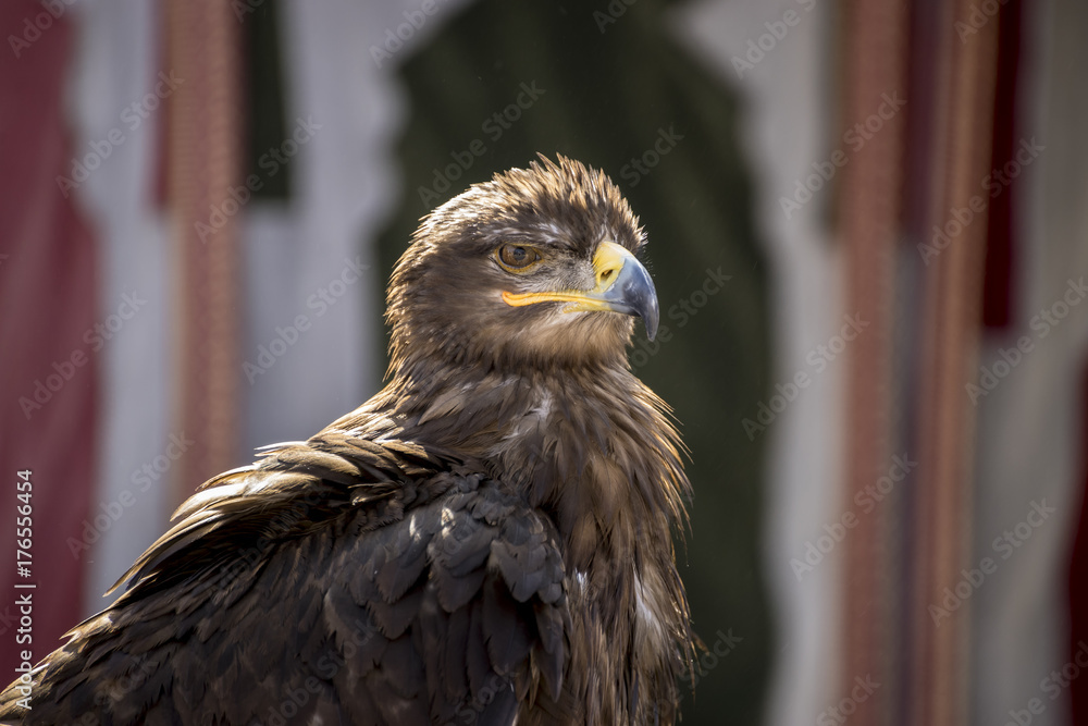 Obraz premium beautiful eagle in a display of birds of prey