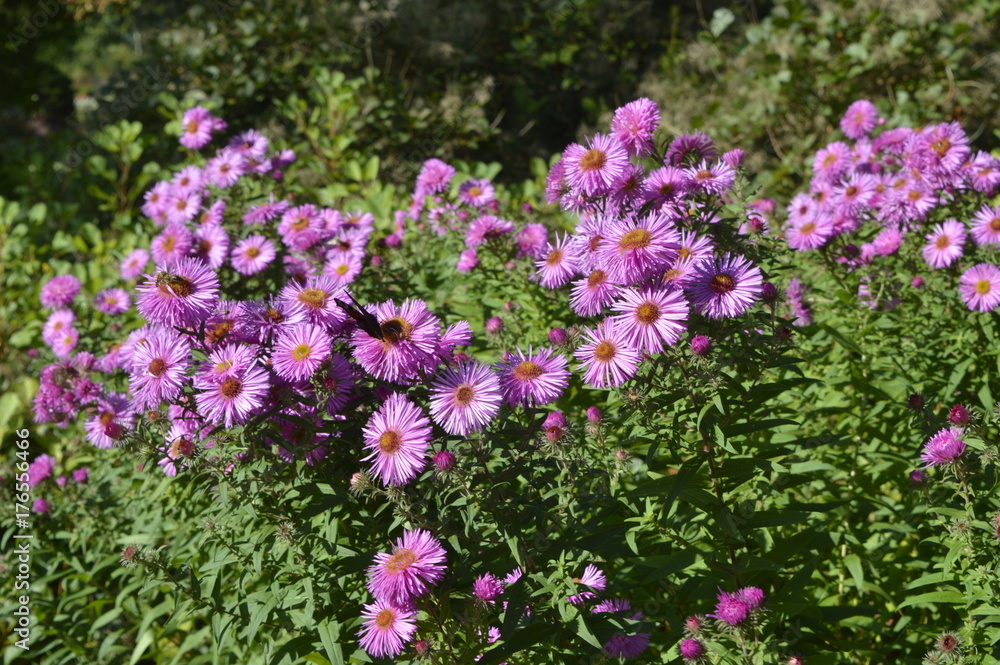Aster pringlei Pink Star - bush with light pink flowers