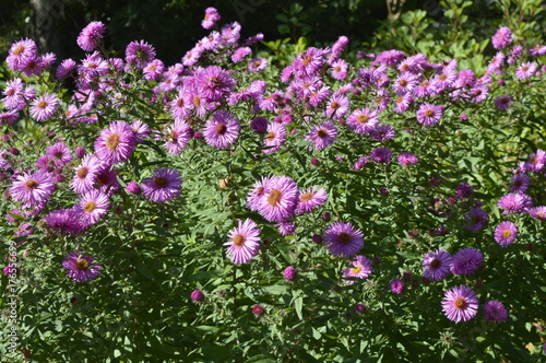 Aster pringlei Pink Star - bush with light pink flowers photo