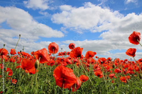 Fototapeta Naklejka Na Ścianę i Meble -  Mohnfeld im Wind