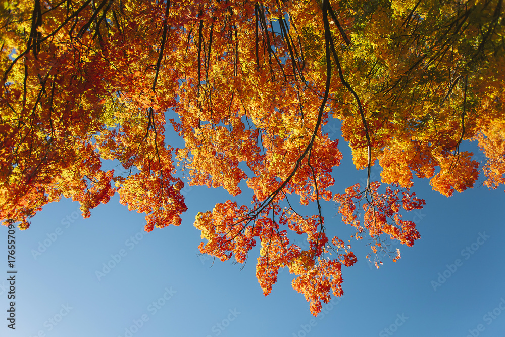 Fall Foliage New Hampshire Stock Photo | Adobe Stock