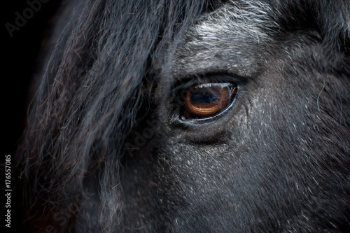 Horses eye photo