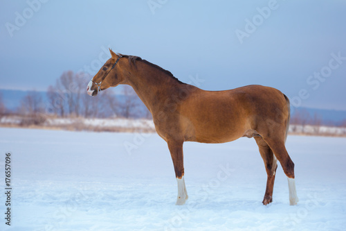 gold horse with white legs stays in snow on sky background