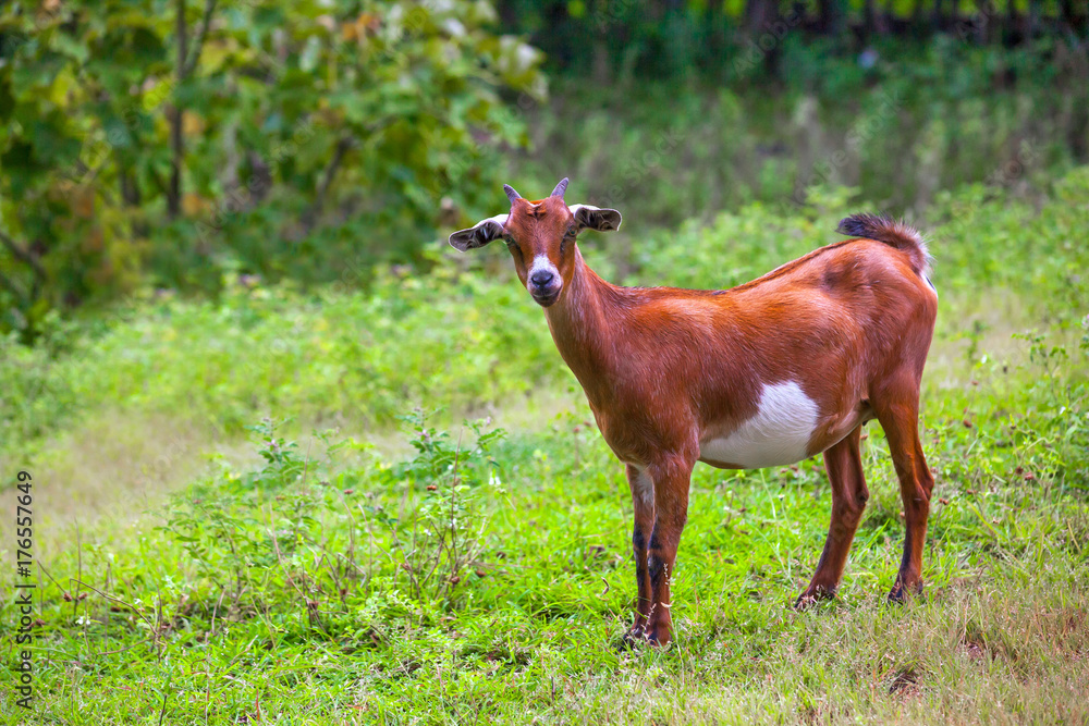Young lamb on green grass looking at camera. Animals on the Gili Trawangan island, Indonesia. Young lamb on green grass looking at camera. Animals on the Gili Trawangan island, Indonesia.
