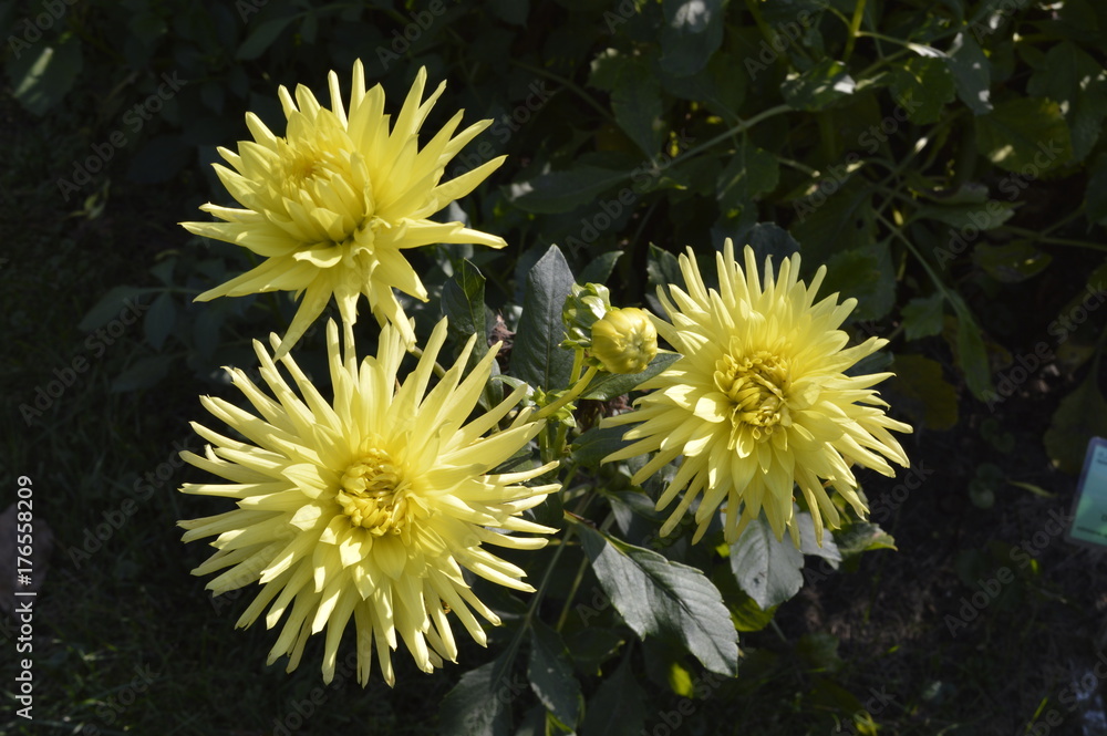 Dahlia hybrida Golden Heart or Shooting Star - beautiful ornamental plant with large flowers Dahlia hybrida Golden Heart or Shooting Star - beautiful ornamental plant with large flowers