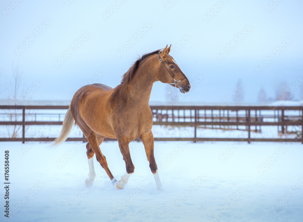 golden horse with white legs runs in snow in paddock golden horse with white legs runs in snow in paddock