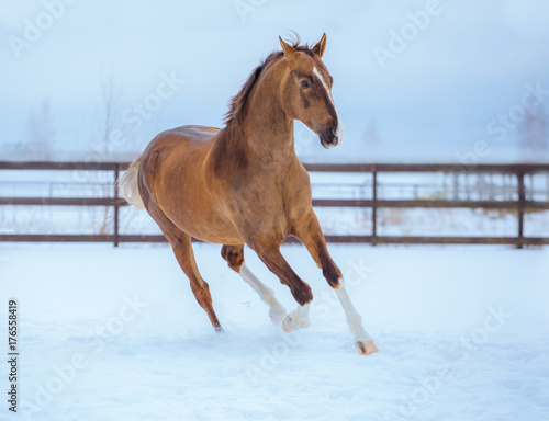 gold horse with white legs runs on snow in paddock