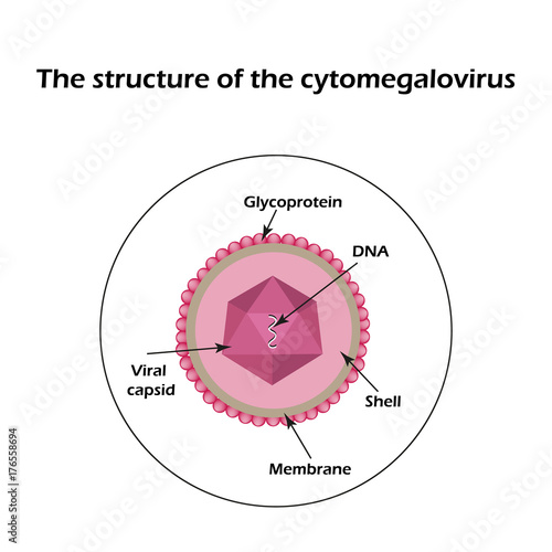 The structure of the cytomegalovirus. Infographics. Vector illustration