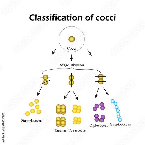Classification of cocci bacteria. Infographics. Vector illustration
