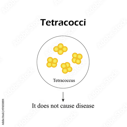 The bacterium tetracocci.  Infographics. Vector illustration on isolated background