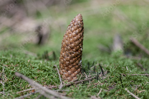 Tannenzapfen im Waldboden