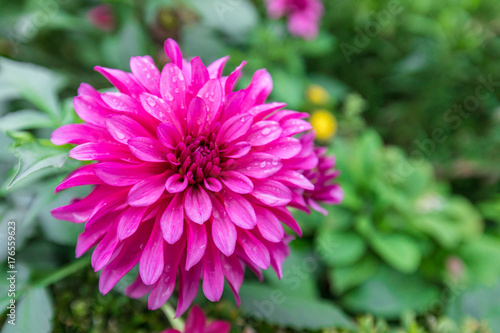 Fototapeta Naklejka Na Ścianę i Meble -  Purple aster on green background