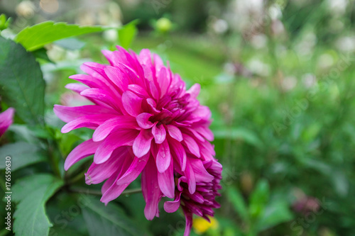 Fototapeta Naklejka Na Ścianę i Meble -  Purple aster on green background