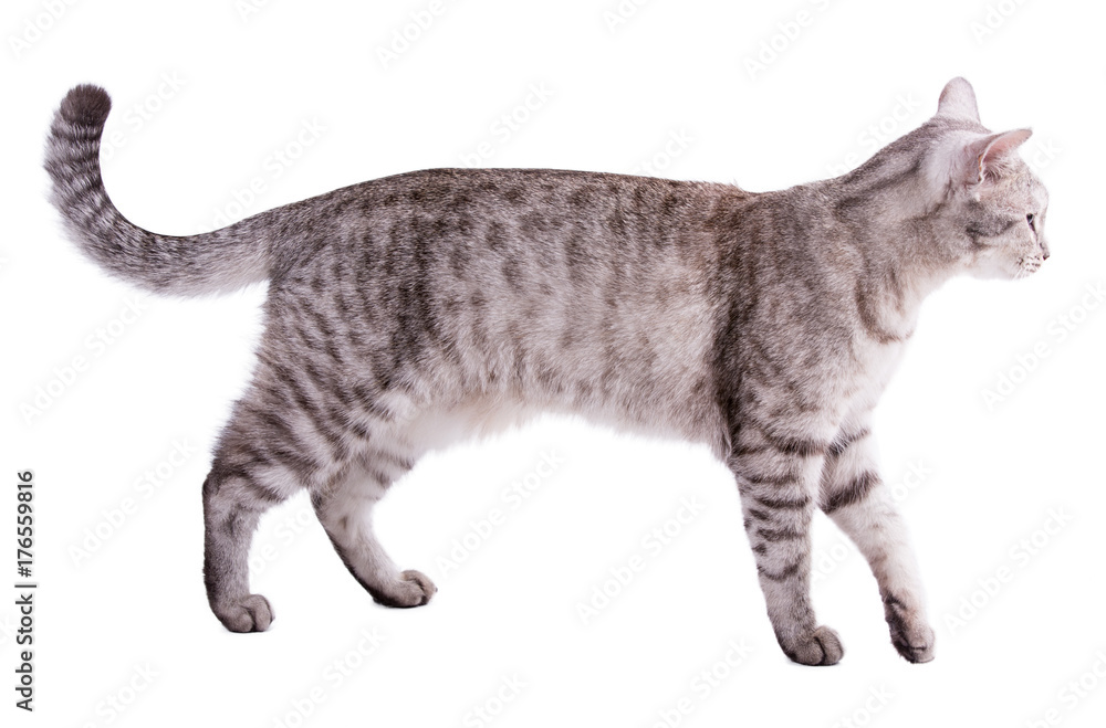 Funny striped grey cat isolated on white background