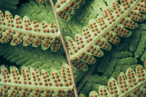 fern spore