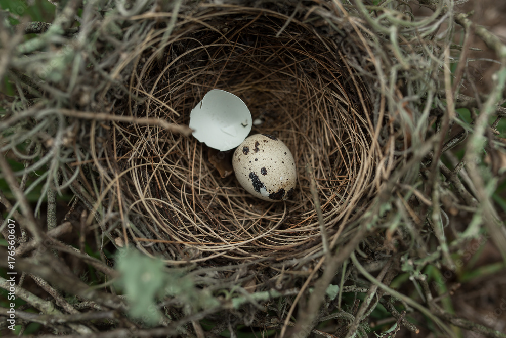 A Nest With A Hatched Egg In It A Nest With A Hatched Egg In It