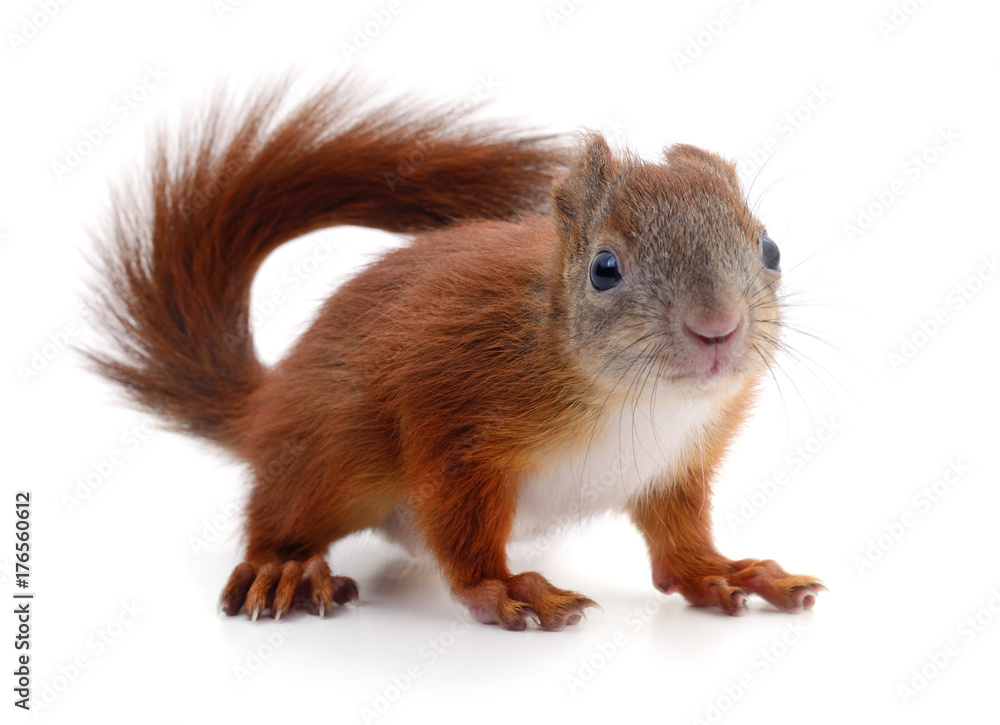 Eurasian red squirrel. Eurasian red squirrel.