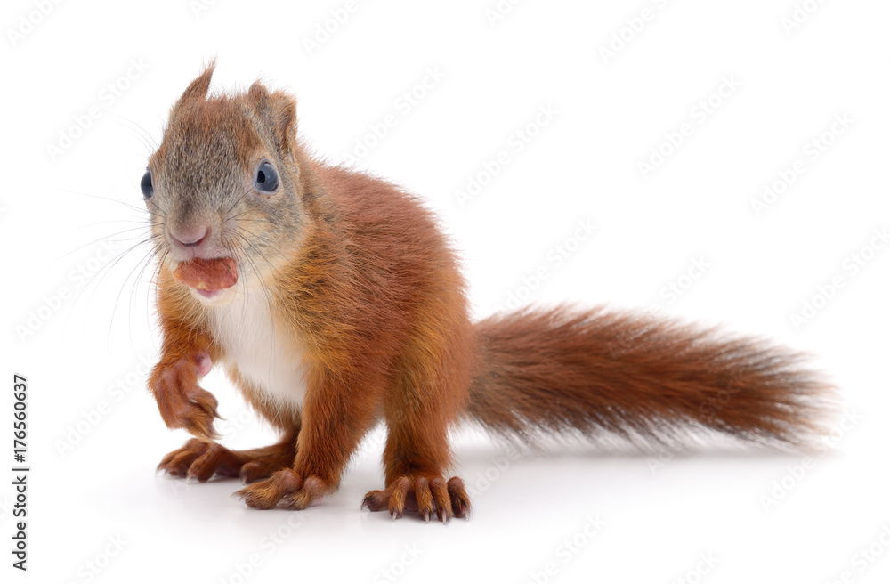 Eurasian red squirrel. Eurasian red squirrel.