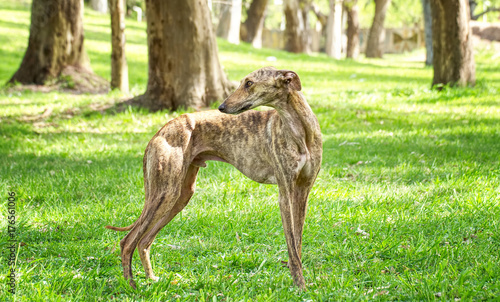 Photo Portrait of a beautiful greyhound in the park