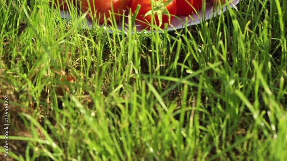 Red tomato in white bowl at the garden outdoors with lawn Red tomato in white bowl at the garden outdoors with lawn