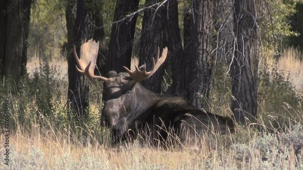Bull Moose in the Fall Rut in Wyoming Bull Moose in the Fall Rut in Wyoming