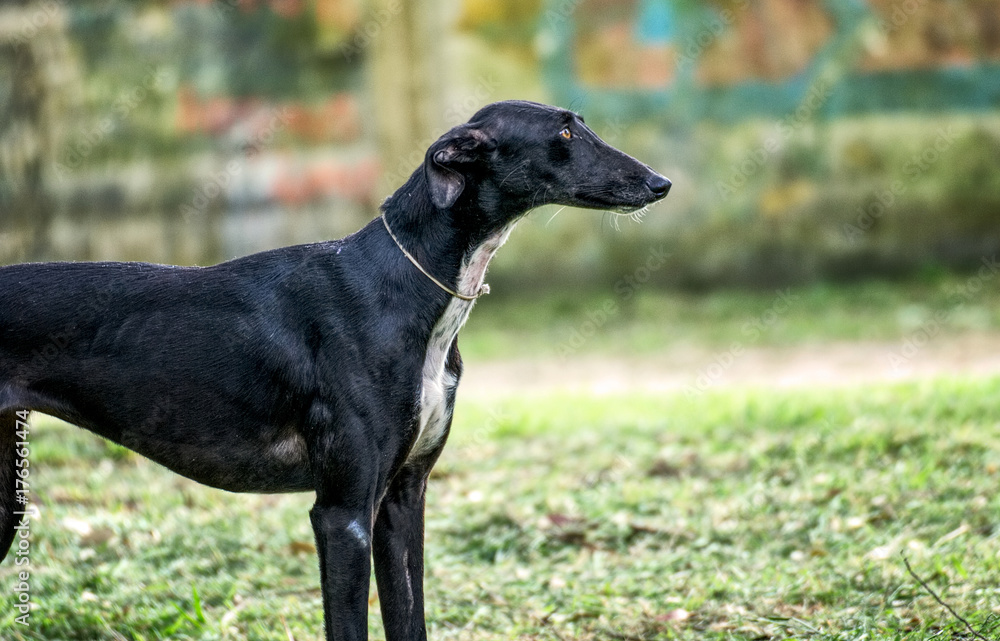 Portrait of a beautiful greyhound in the park