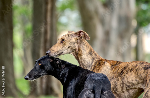 Fotografie, Tablou Portrait of a beautiful greyhound in the park